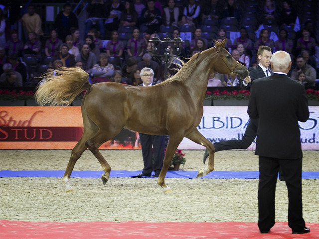 2012 Paris - Salon du Cheval Show