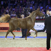 2012 Paris - Salon du Cheval Show
