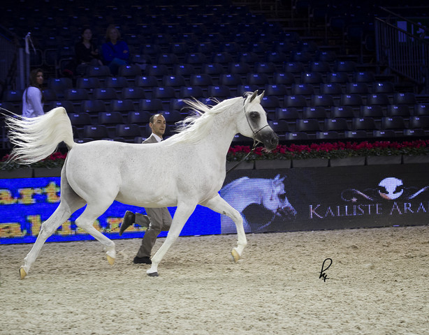 2012 Paris - Salon du Cheval Show