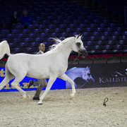 2012 Paris - Salon du Cheval Show