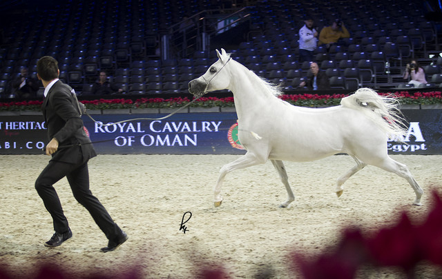 2012 Paris - Salon du Cheval Show