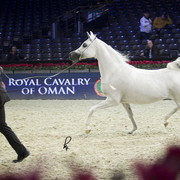 2012 Paris - Salon du Cheval Show