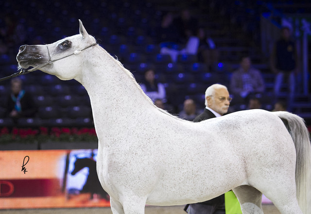 2012 Paris - Salon du Cheval Show