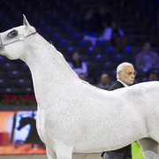 2012 Paris - Salon du Cheval Show