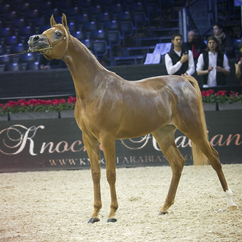 2012 Paris - Salon du Cheval Show