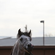 2012-2013 Farm Tours