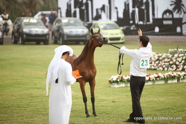 2013 Ajman Arabian Horse Show (day 1)