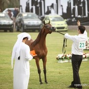 2013 Ajman Arabian Horse Show (day 1)