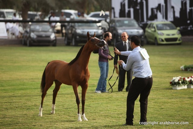 2013 Ajman Arabian Horse Show (day 1)