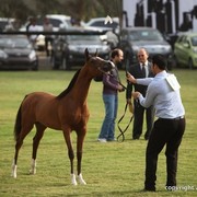 2013 Ajman Arabian Horse Show (day 1)
