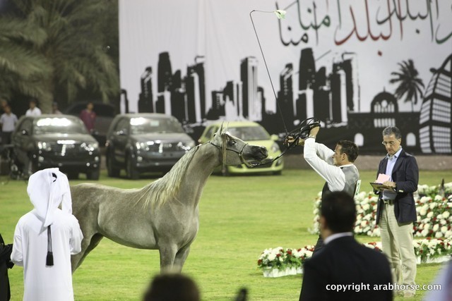 2013 Ajman Arabian Horse Show (day 1)