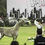 2013 Ajman Arabian Horse Show (day 1)