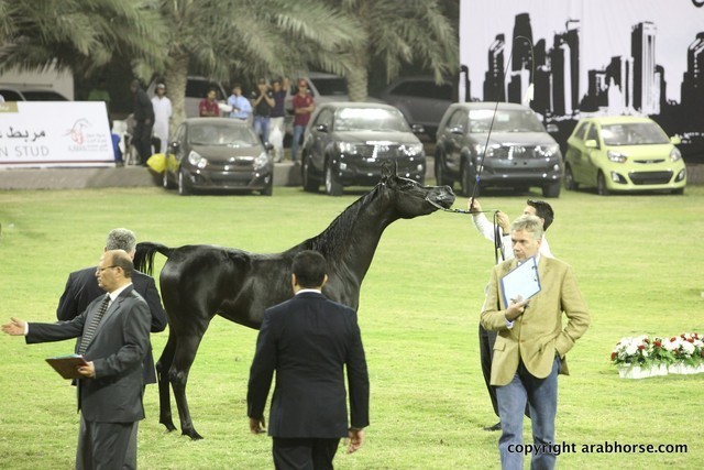 2013 Ajman Arabian Horse Show (day 1)