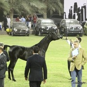 2013 Ajman Arabian Horse Show (day 1)