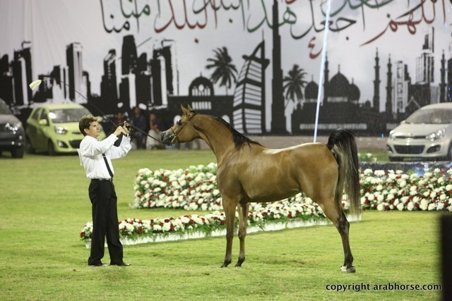 2013 Ajman Arabian Horse Show (day 1)