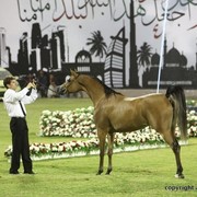 2013 Ajman Arabian Horse Show (day 1)