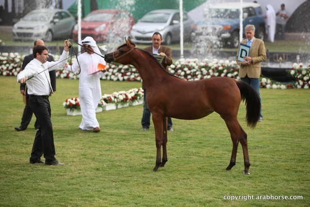 2013 Ajman Arabian Horse Show (day 1)