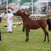 2013 Ajman Arabian Horse Show (day 1)
