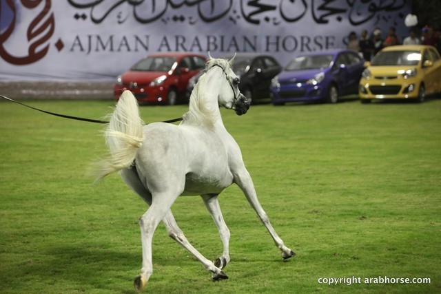 2013 Ajman Arabian Horse Show (day 1)