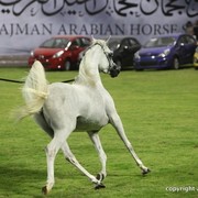 2013 Ajman Arabian Horse Show (day 1)