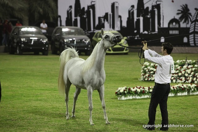 2013 Ajman Arabian Horse Show (day 1)