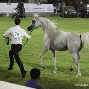 2013 Ajman Arabian Horse Show (day 1)