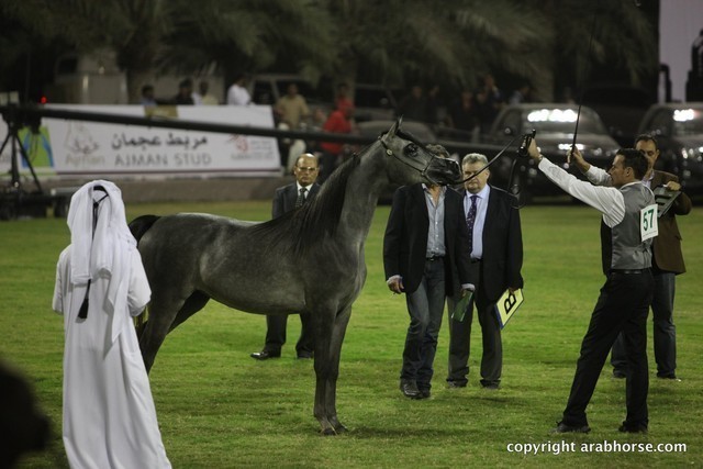 2013 Ajman Arabian Horse Show (day 1)