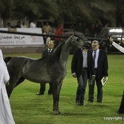 2013 Ajman Arabian Horse Show (day 1)
