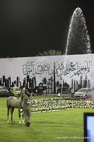 2013 Ajman Arabian Horse Show (day 1)