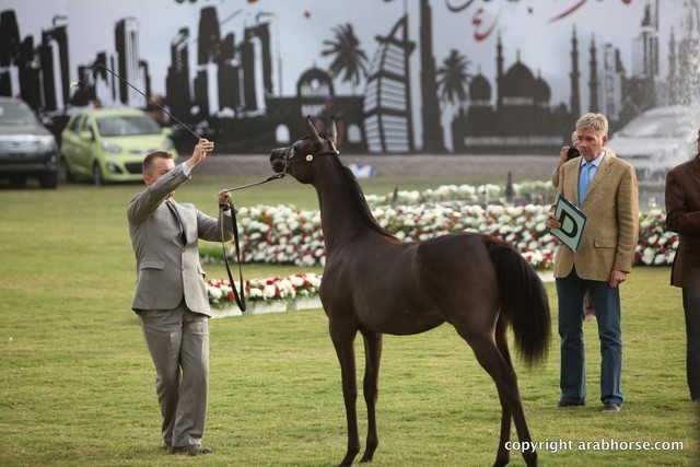 2013 Ajman Arabian Horse Show (day 1)