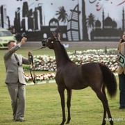 2013 Ajman Arabian Horse Show (day 1)