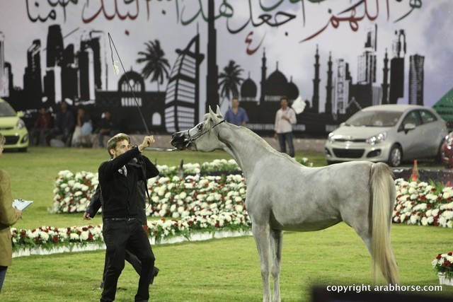 2013 Ajman Arabian Horse Show (day 1)