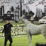 2013 Ajman Arabian Horse Show (day 1)