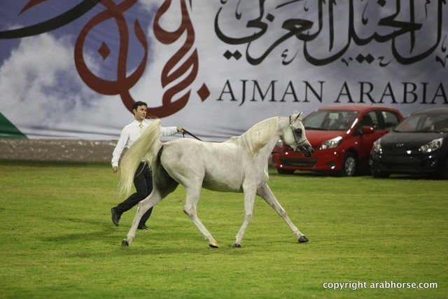 2013 Ajman Arabian Horse Show (day 1)