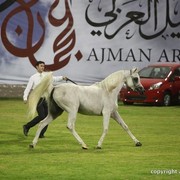 2013 Ajman Arabian Horse Show (day 1)