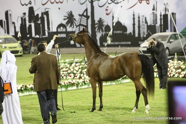 2013 Ajman Arabian Horse Show (day 1)