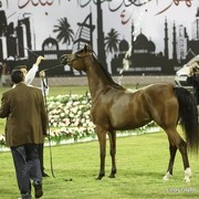 2013 Ajman Arabian Horse Show (day 1)
