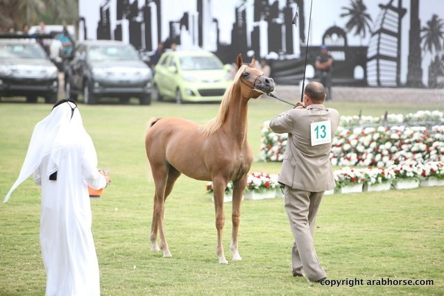 2013 Ajman Arabian Horse Show (day 1)