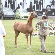 2013 Ajman Arabian Horse Show (day 1)