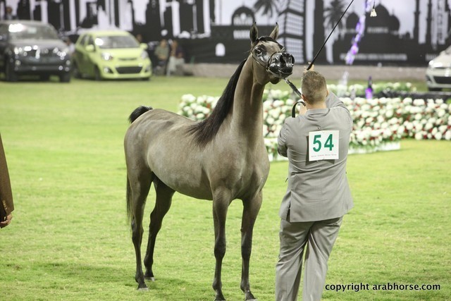 2013 Ajman Arabian Horse Show (day 1)