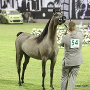 2013 Ajman Arabian Horse Show (day 1)