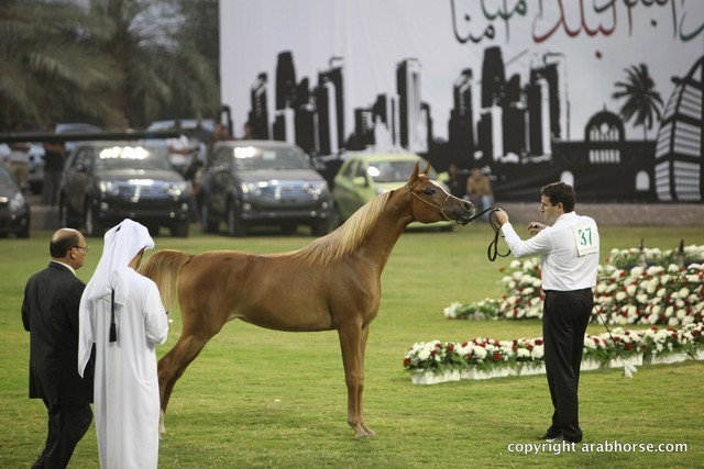2013 Ajman Arabian Horse Show (day 1)