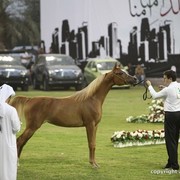 2013 Ajman Arabian Horse Show (day 1)