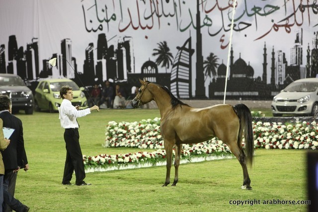 2013 Ajman Arabian Horse Show (day 1)