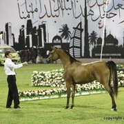 2013 Ajman Arabian Horse Show (day 1)