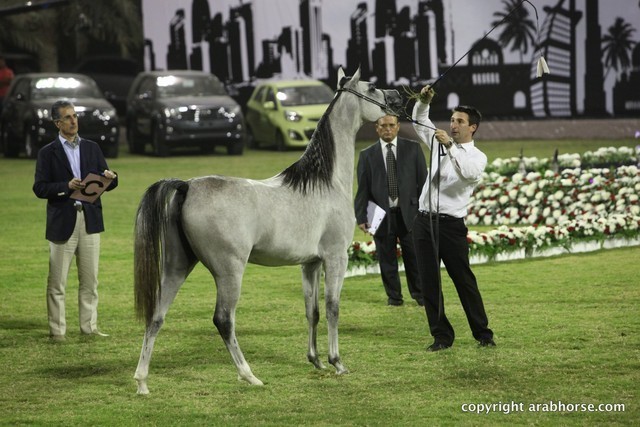 2013 Ajman Arabian Horse Show (day 1)