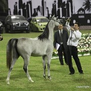2013 Ajman Arabian Horse Show (day 1)
