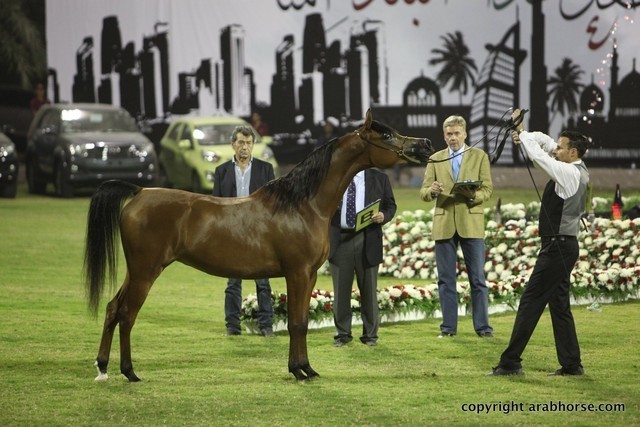 2013 Ajman Arabian Horse Show (day 1)