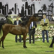 2013 Ajman Arabian Horse Show (day 1)