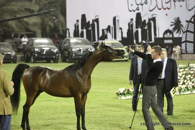 2013 Ajman Arabian Horse Show (day 1)